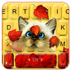 Chủ Đề Bàn Phím Funny Maple Cat