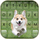 Happy Corgi Klavye Arkaplanı APK