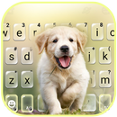 Labrador Puppy Klavye Arkaplan APK