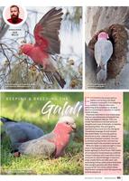 Australian Birdkeeper Magazine screenshot 2