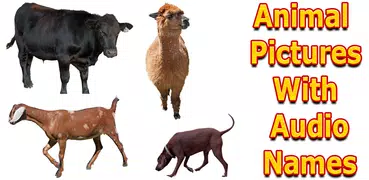 Animals Name and Pictures