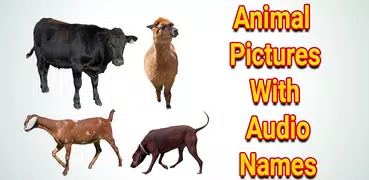 Animals Name and Pictures