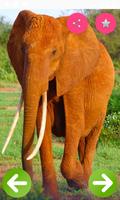 Animals Name and Pictures-poster