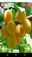 Fruits Name with Pictures Plakat