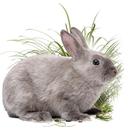 Rabbit Farming APK