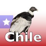 APK The Birds of Chile