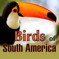 Birds of South America