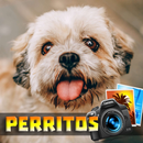 Imagen de perros APK