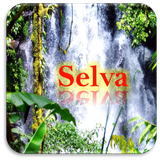 Images of the jungle - Natural icon