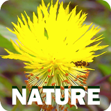 Natureza icône