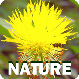 Natureza ไอคอน