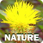 Nature icon