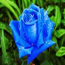APK Imágenes de Flores y Rosas