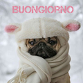 Buongiorno Animali