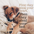 ”Dog Quotes