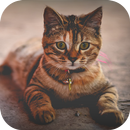 Wallpaper Chat: Image Chat APK