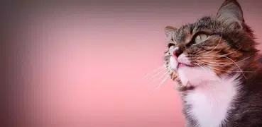 猫の音 - Sound of a Cat