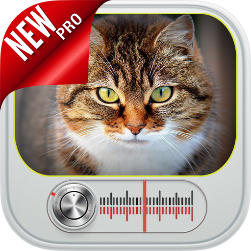 Cat Noises: Cat Meow Sound