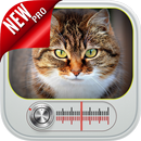 Chat Qui Miaule: Miaulement de Chat APK