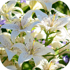 LiliumBG أيقونة