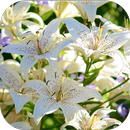LiliumBG: Lily Flowers aplikacja
