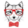 My Little Cat