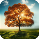 Domov APK