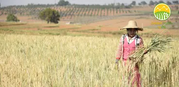 Golden Paddy