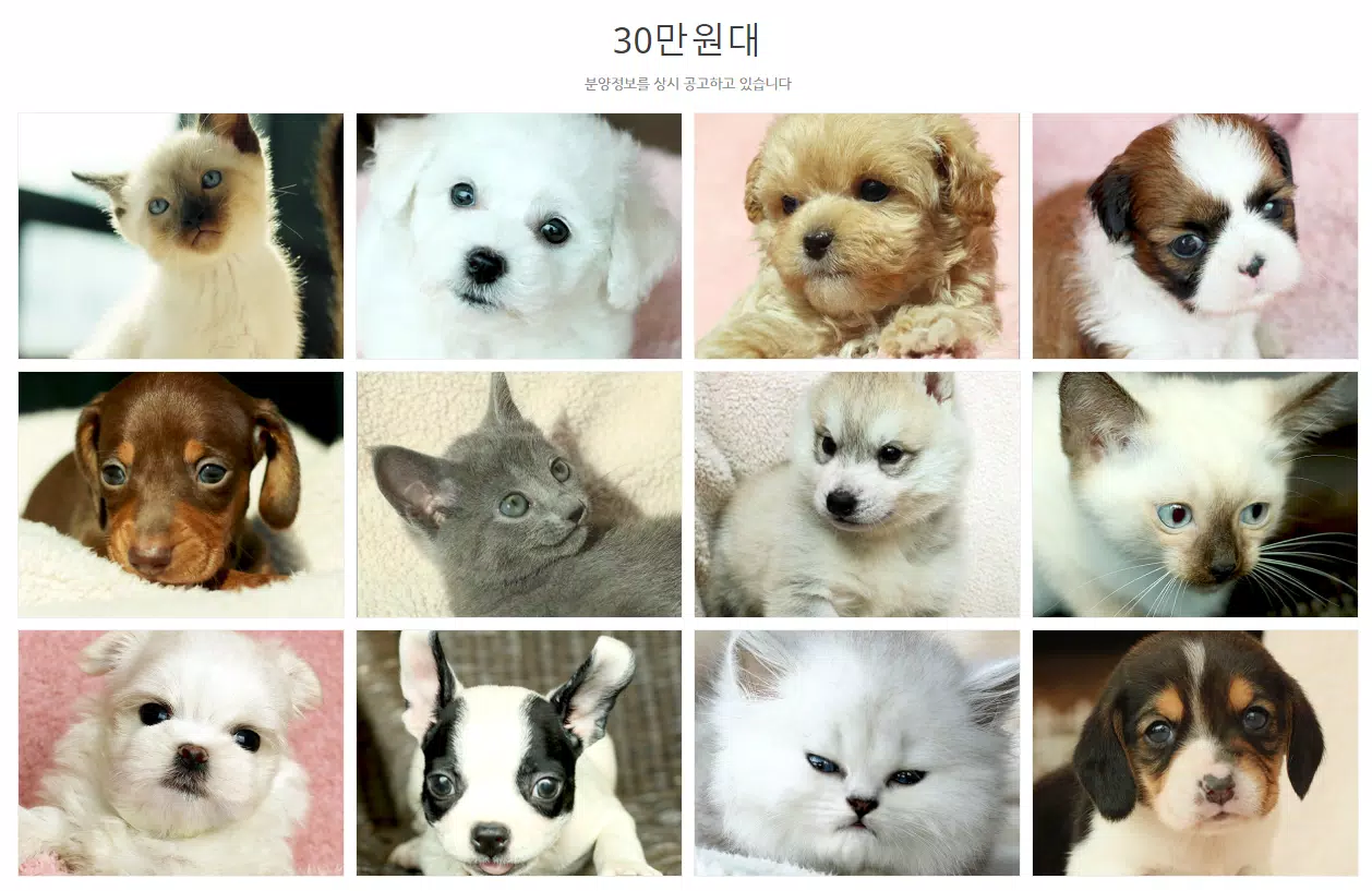 강아지분양 고양이분양 최저가분양 도그마루라이트 APK per Android Download 강아지분양 고양이분양 최저가분양 도그마루라이트 Apk Per Android Download