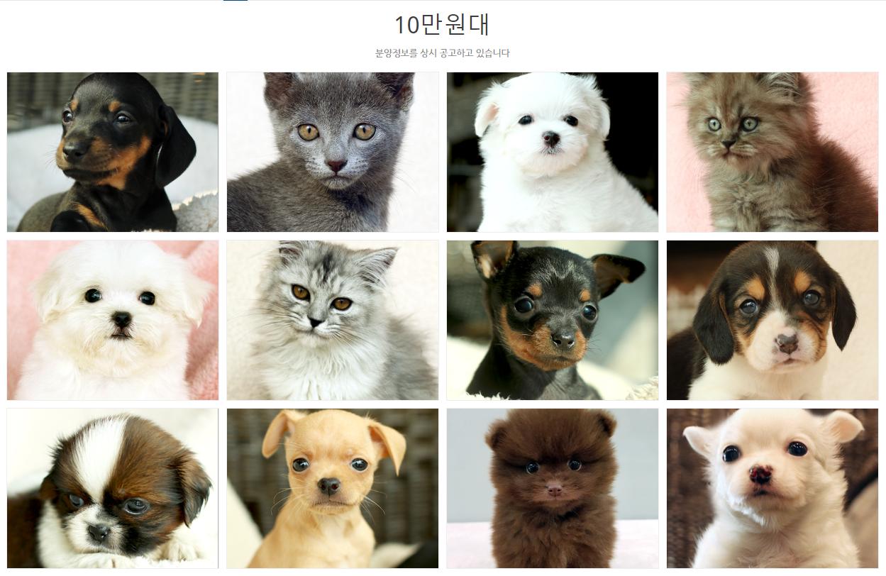 강아지분양 고양이분양 최저가분양 도그마루라이트 APK do pobrania na Androida 강아지분양 고양이분양 최저가분양 도그마루라이트 Apk Do Pobrania Na Androida