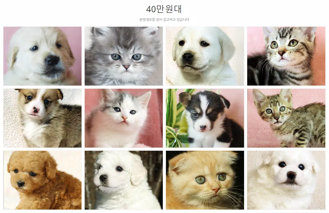 강아지분양 고양이분양 최저가분양 도그마루라이트 APK per Android Download 강아지분양 고양이분양 최저가분양 도그마루라이트 Apk Per Android Download