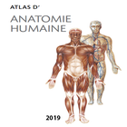 آیکون‌ Atlas Anatomie Humaine 2019