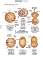 Atlas Anatomie Humaine 2019 imagem de tela 1