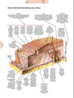 برنامه‌نما Atlas Anatomie Humaine 2019 عکس از صفحه