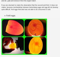 incubation of eggs with hatchi اسکرین شاٹ 3