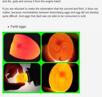 l'incubation des oeufs dans l' capture d'écran 3
