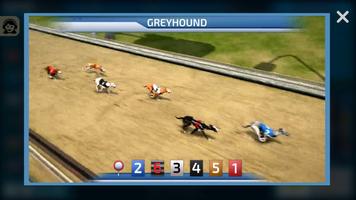 Dogs3D Races Betting تصوير الشاشة 1