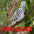 Kicau Perkutut Lokal Mp3