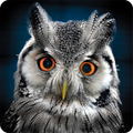 Owl Wallpapers