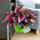 Indoor Plants APK