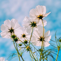 Spring Wallpapers
