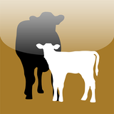 Cow-Calf Today icône