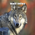 Wolf Infos