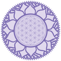 Nakshtra Insights