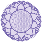 Nakshtra Insights icon
