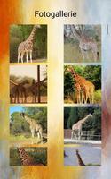 Giraffen Fotos und Videos Screenshot 2