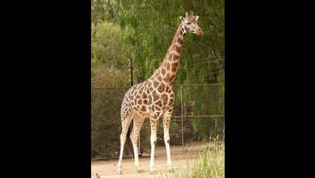 Girafes Photos et Vidéos capture d'écran 3
