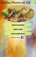 Girafes Photos et Vidéos Affiche