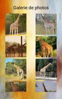 Girafes Photos et Vidéos capture d'écran 2