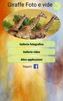 Poster Giraffe Foto e video